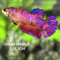 Multicolor Purple Candy JUMBO GIANT HMPK Betta Fish Female