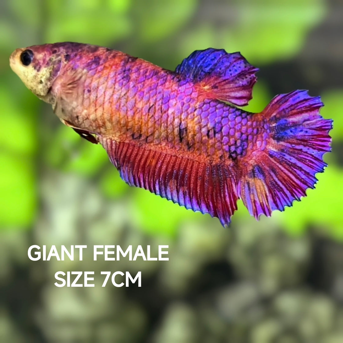 Multicolor Purple Candy JUMBO GIANT HMPK Betta Fish Female