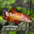 Red Koi JUMBO GIANT HMPK Betta Fish Female