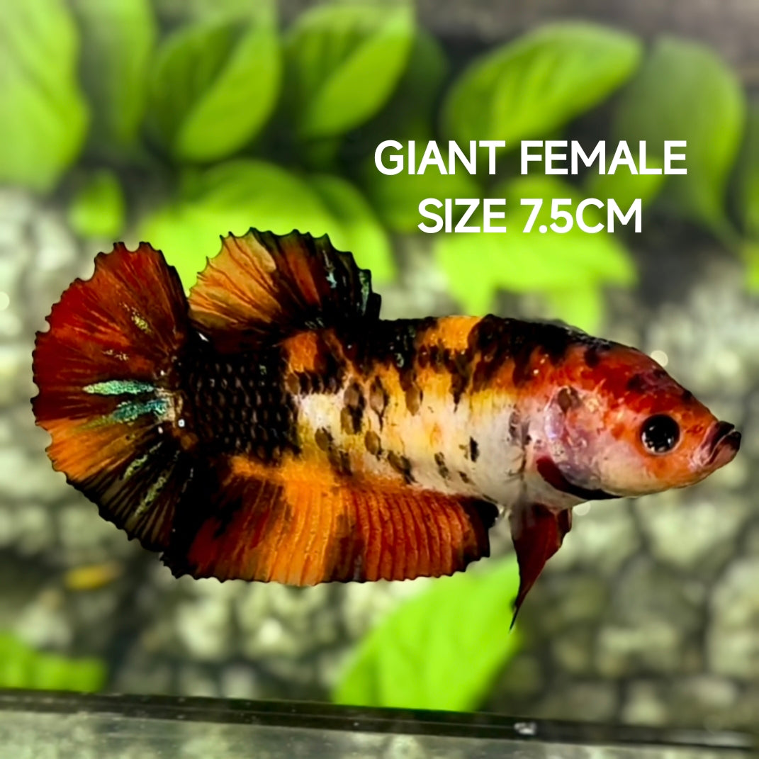 Nemo Koi Tiger JUMBO GIANT HMPK Betta Fish Female