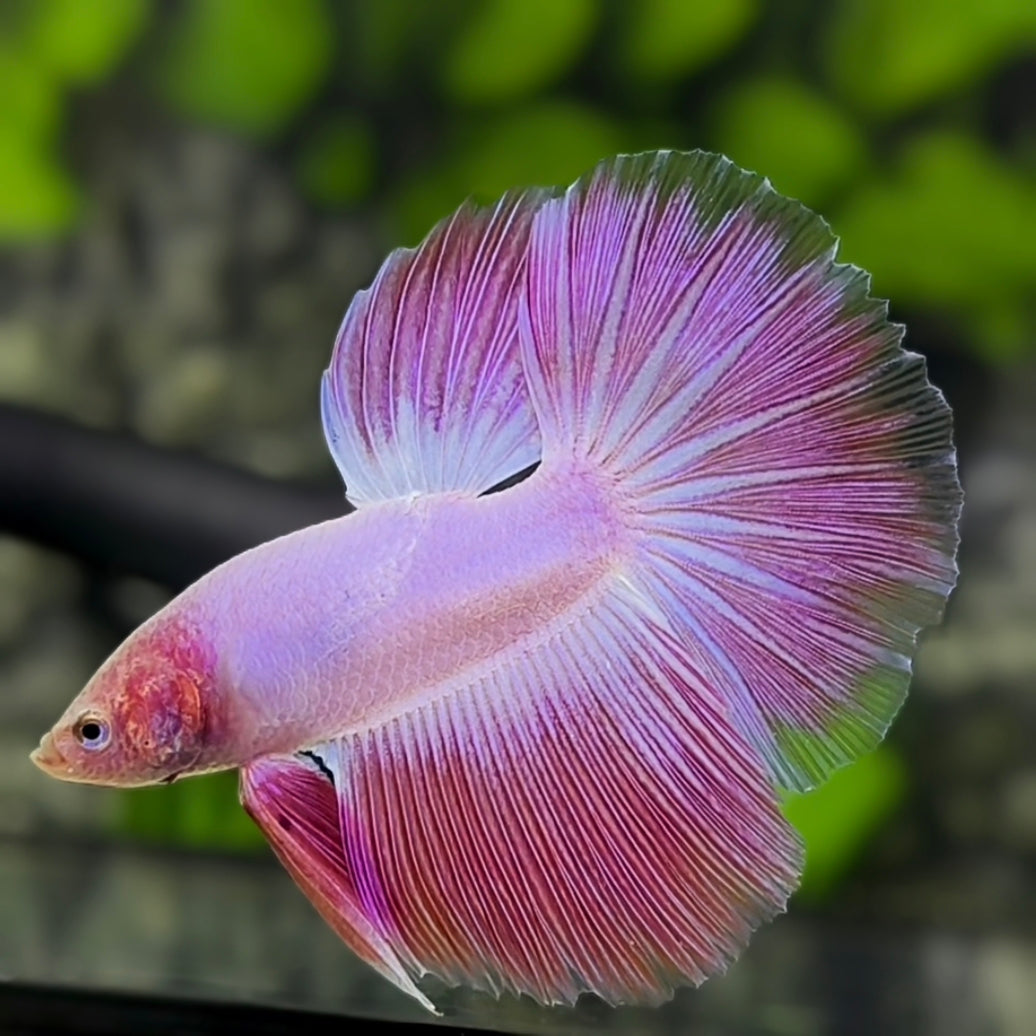 Pink Halfmoon Betta Fish Male #4
