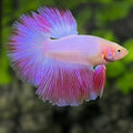 Pink Halfmoon Betta Fish Male