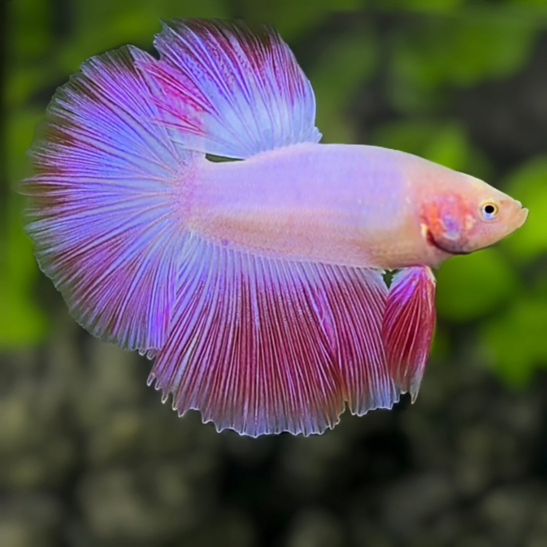 Pink Halfmoon Betta Fish Male