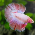 Pink Halfmoon Betta Fish Male #1