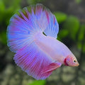 Pink Halfmoon Betta Fish Male #2