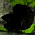 Solid Super Black Halfmoon Betta Fish Male