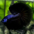Black Melano Over Halfmoon Betta Fish Male #1
