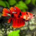 Red Koi Tiger Halfmoon Betta Fish Female For Sorority / Breed