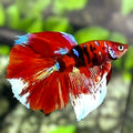 Red Koi Tiger Galaxy Halfmoon Betta Fish Male