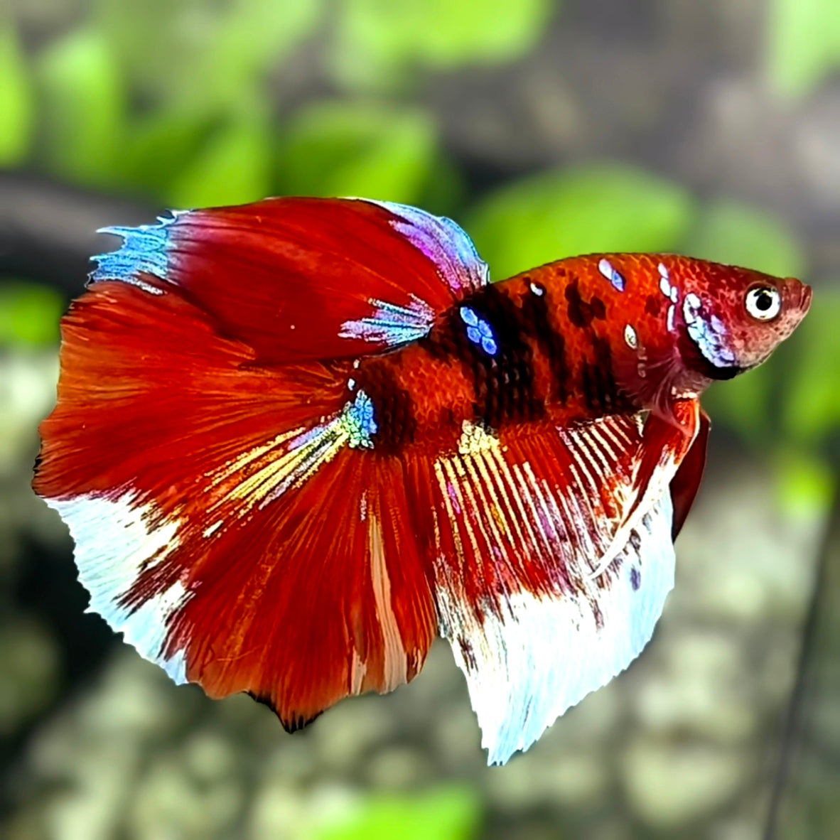 Red Koi Tiger Galaxy Halfmoon Betta Fish Male