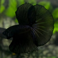 Black Orchid Halfmoon Betta Fish Male