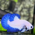 Blue Rim Butterfly HMPK Betta Fish Male