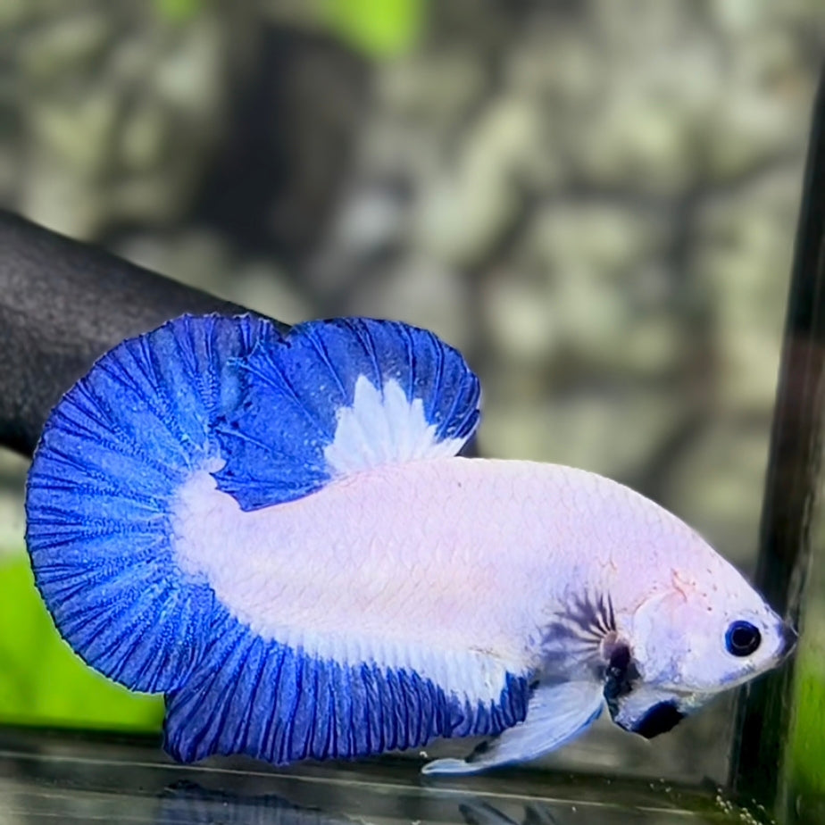 Blue Rim Butterfly HMPK Betta Fish Male