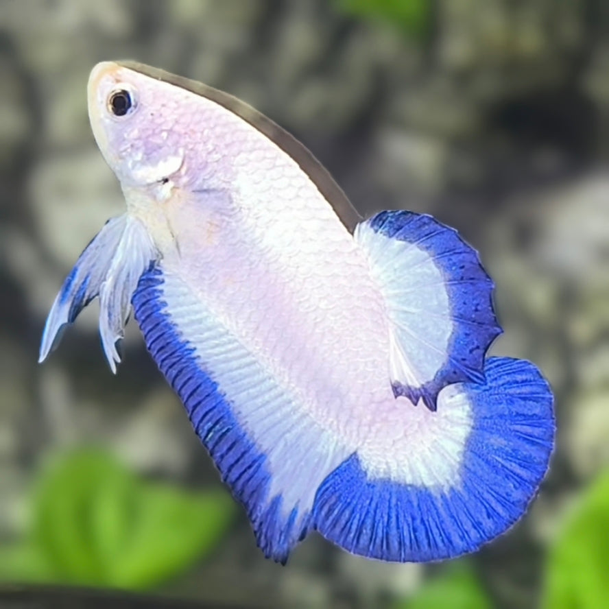 Blue Rim Butterfly HMPK Betta Fish Male