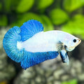 Blue Turquoise Rim Bicolor HMPK Betta Fish Male