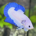 Blue Rim Butterfly HMPK Betta Fish Male