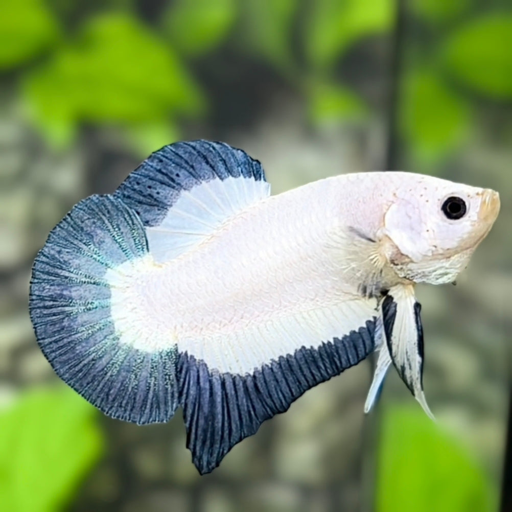Blue Steel Butterfly HMPK Betta Fish Male