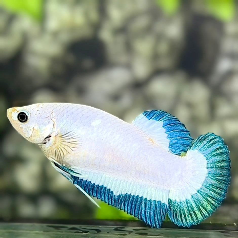 Blue Turquoise Rim Butterfly HMPK Betta Fish Female For Sorority / Breed