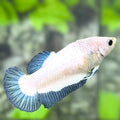 Blue Steel Rim Butterfly HMPK Betta Fish Female For Sorority / Breed