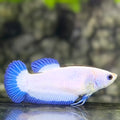 Blue Rim Butterfly HMPK Betta Fish Female For Sorority / Breed