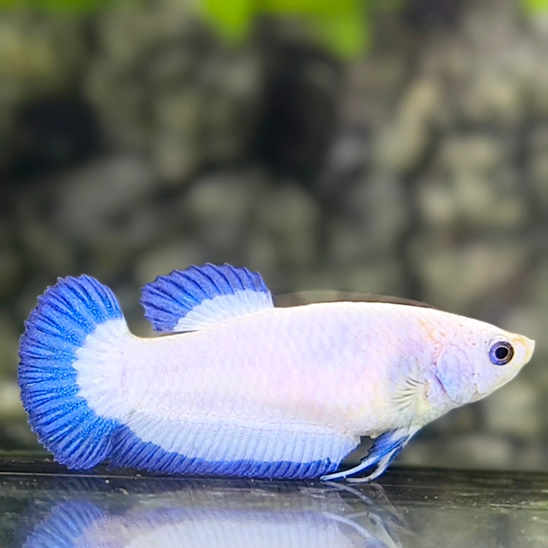 Blue Rim Butterfly HMPK Betta Fish Female For Sorority / Breed