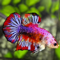 Multicolor Purple Pink Candy JUMBO GIANT HMPK Betta Fish Male
