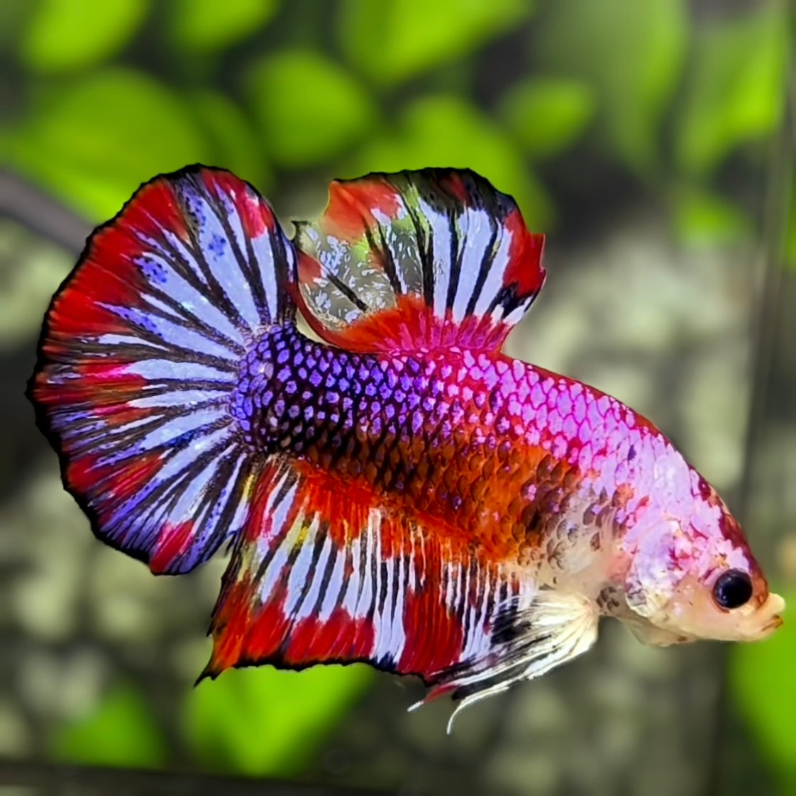 Multicolor Purple Pink Candy JUMBO GIANT HMPK Betta Fish Male
