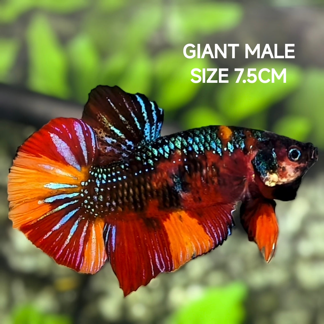 Multicolor Nemo Metalic Green JUMBO GIANT HMPK Betta Fish Male