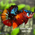 Multicolor Tiger Galaxy JUMBO GIANT HMPK Betta Fish Male