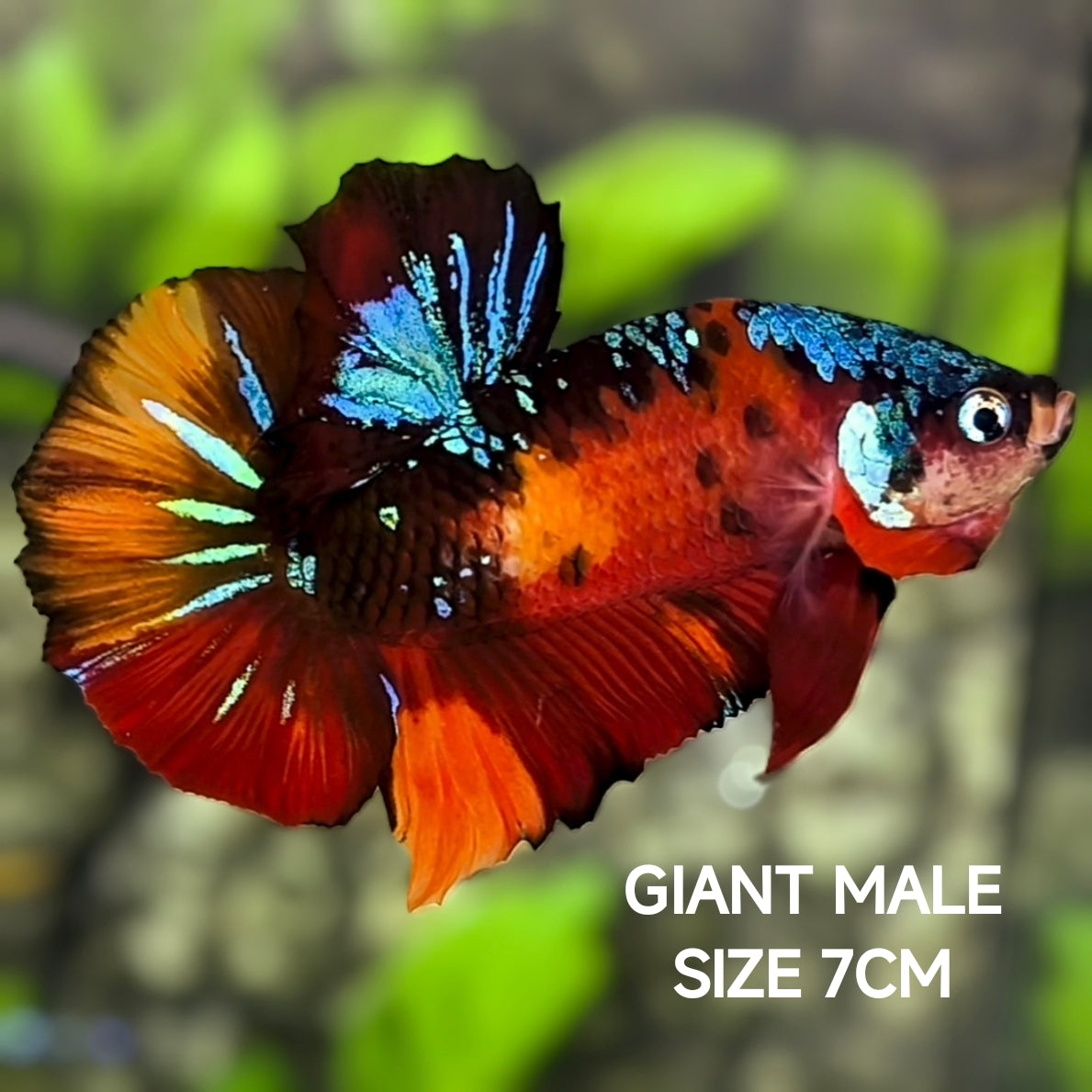 Multicolor Tiger Galaxy JUMBO GIANT HMPK Betta Fish Male