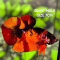 Nemo Koi Tiger JUMBO GIANT HMPK Betta Fish Male