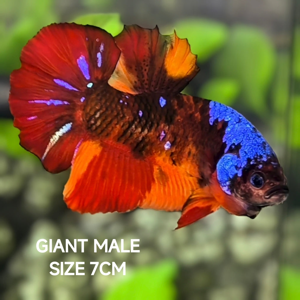 Multicolor Galaxy JUMBO GIANT HMPK Betta Fish Male