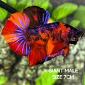 Multicolor Tiger Candy JUMBO GIANT HMPK Betta Fish Male