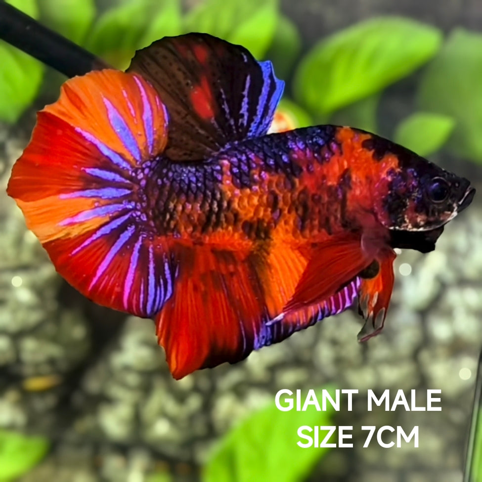 Multicolor Tiger Candy JUMBO GIANT HMPK Betta Fish Male