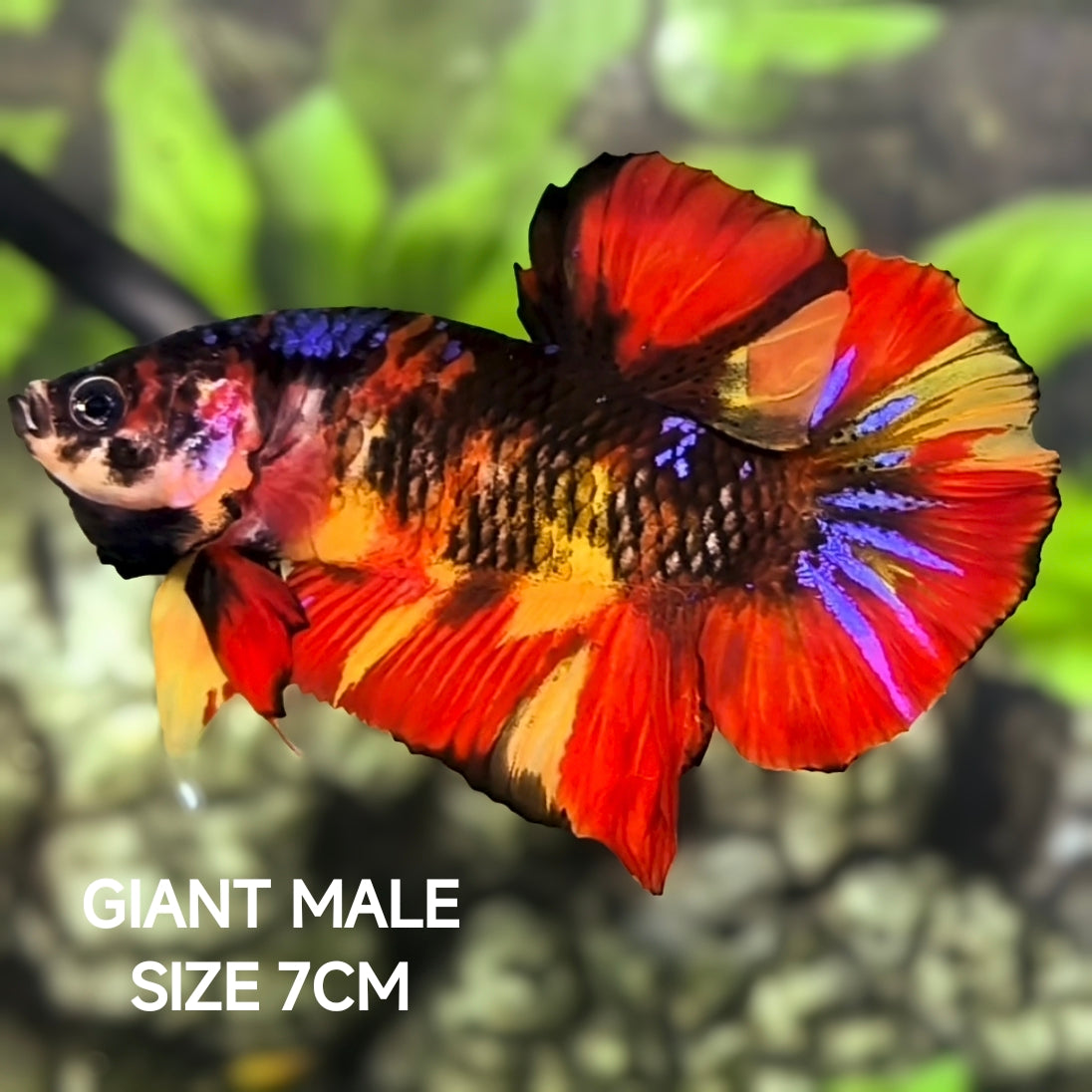 Multicolor Tiger Purple Galaxy JUMBO GIANT HMPK Betta Fish Male