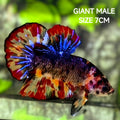 Multicolor Fire Black Galaxy JUMBO GIANT HMPK Betta Fish Male