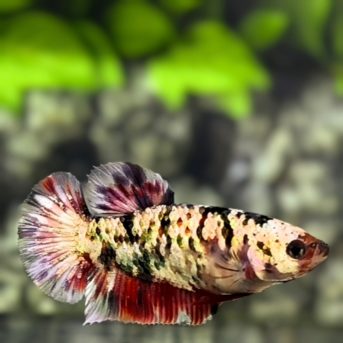 Koi Copper Gold Galaxy HMPK Betta Fish Female For Sorority / Breed #RKC
