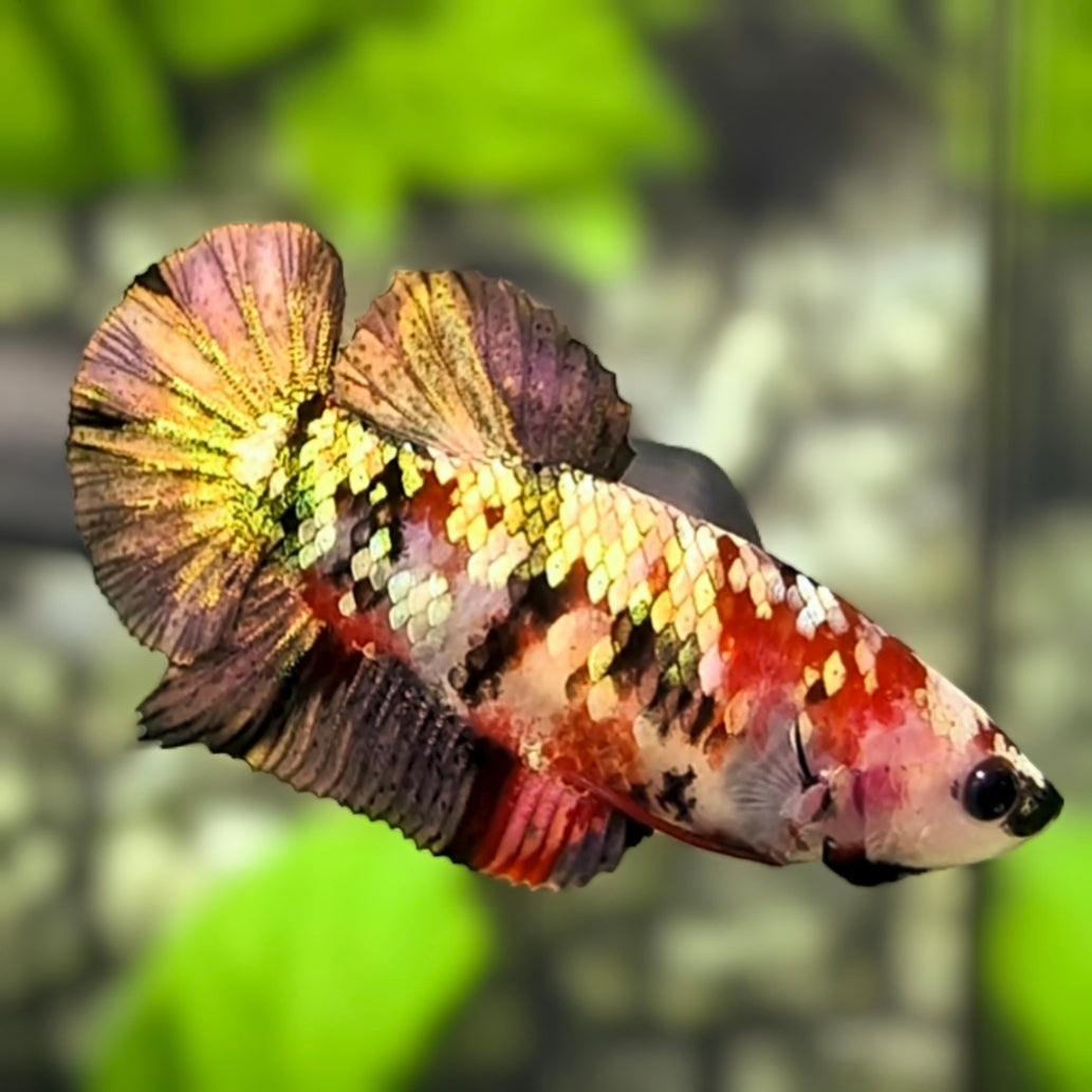 Koi Copper Gold Galaxy HMPK Betta Fish Female For Sorority / Breed #RKC