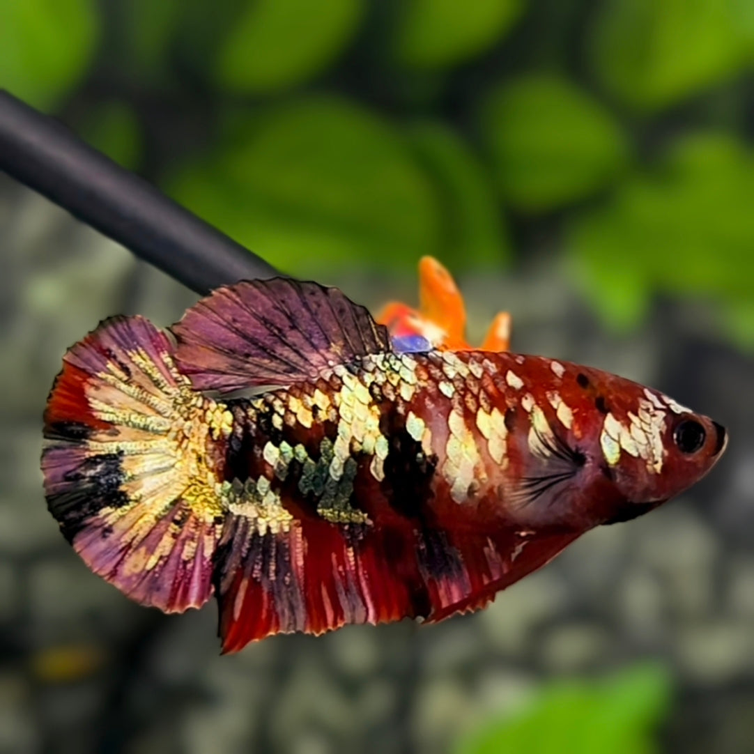 Red Koi Copper Gold Galaxy HMPK Betta Fish Female For Sorority / Breed #RKC