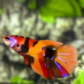 Nemo Koi Tiger Halfmoon Betta Fish Female For Sorority / Breed
