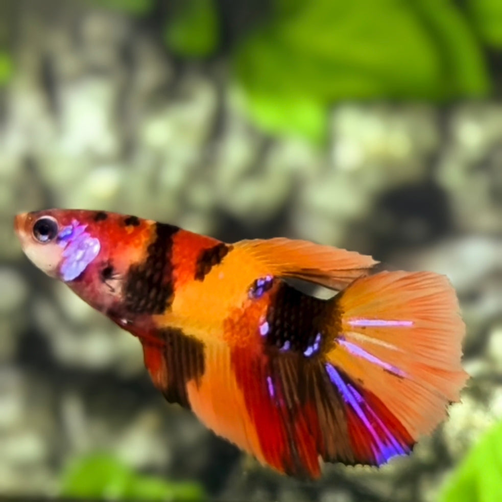 Nemo Koi Tiger Halfmoon Betta Fish Female For Sorority / Breed
