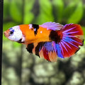 Multicolor Orange Tiger Galaxy Halfmoon Betta Fish Female For Sorority / Breed