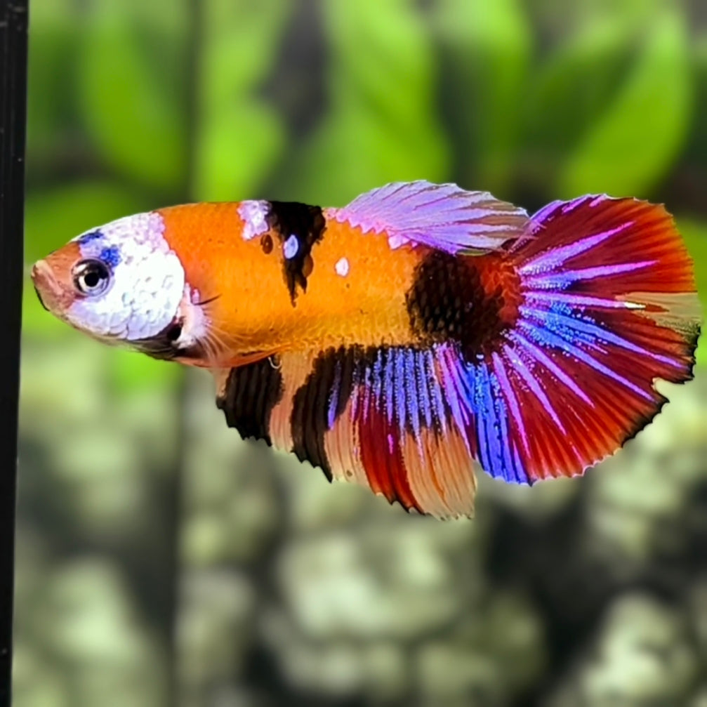 Multicolor Orange Tiger Galaxy Halfmoon Betta Fish Female For Sorority / Breed