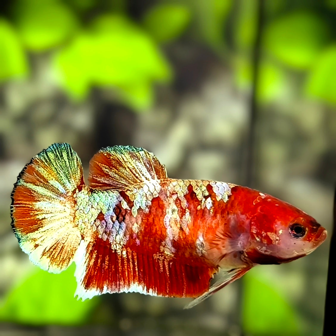 Red Barongsai HMPK Betta Fish Female For Sorority / Breed
