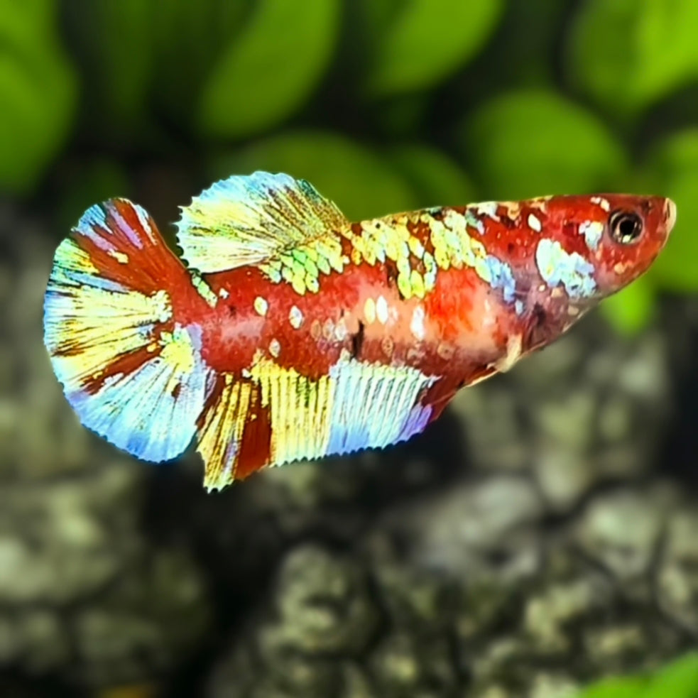 Red Barongsai Gold HMPK Betta Fish Female For Sorority / Breed