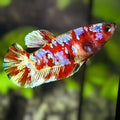 Red Barongsai HMPK Betta Fish Female For Sorority / Breed