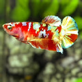 Red Barongsai Gold HMPK Betta Fish Female For Sorority / Breed