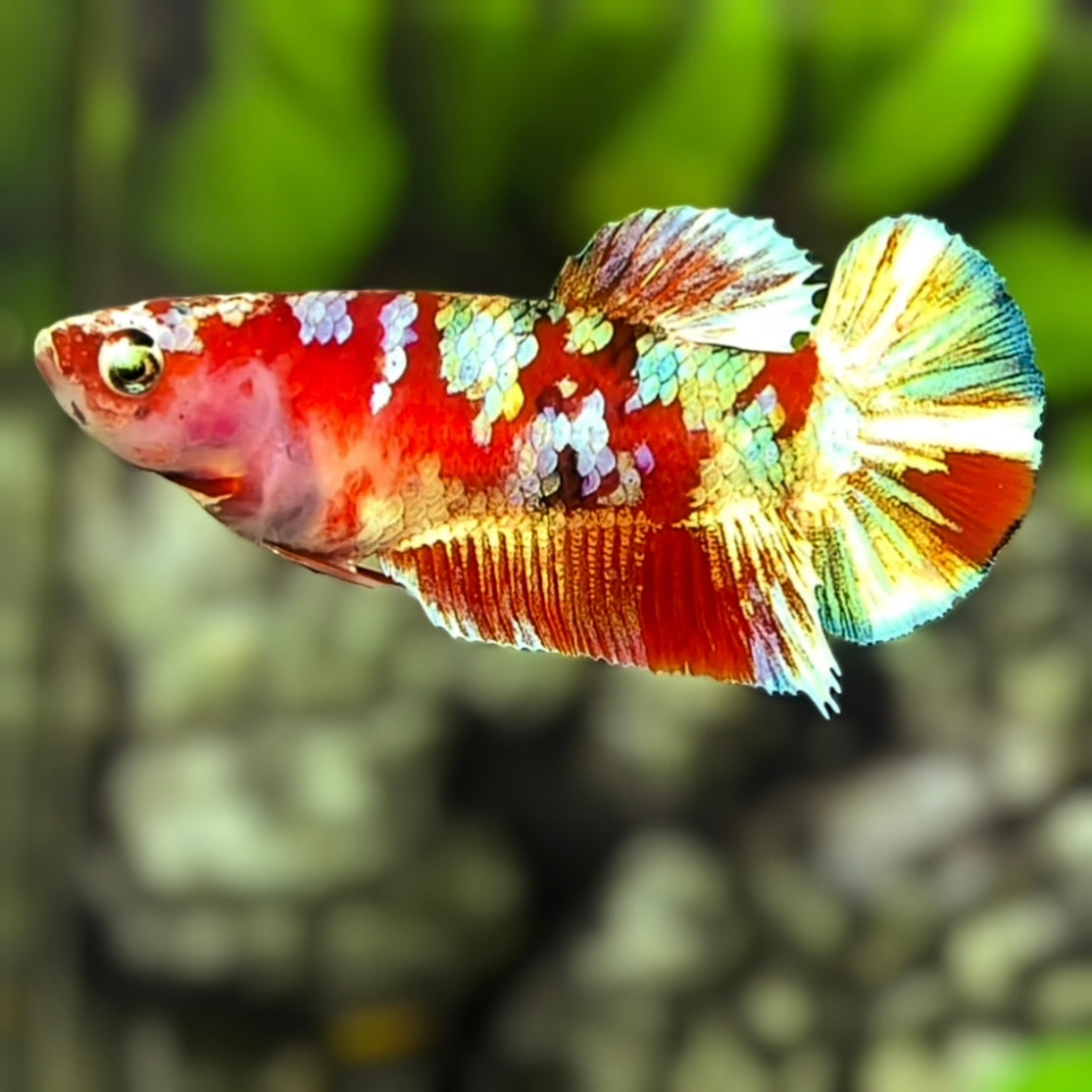 Red Barongsai Gold HMPK Betta Fish Female For Sorority / Breed