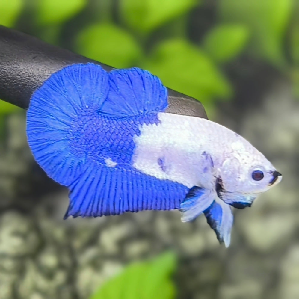 Blue Panda HMPK Betta Fish Male