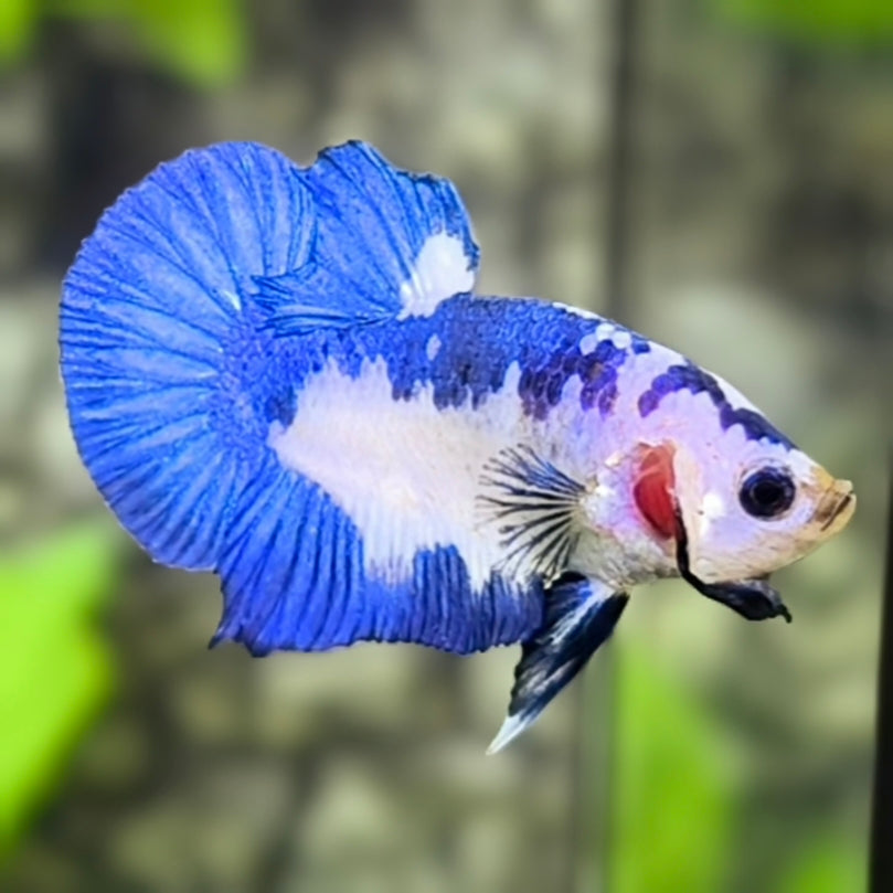 Blue Panda HMPK Betta Fish Male